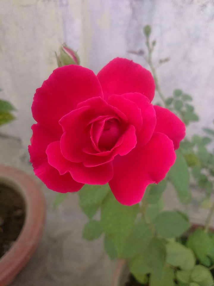my garden
