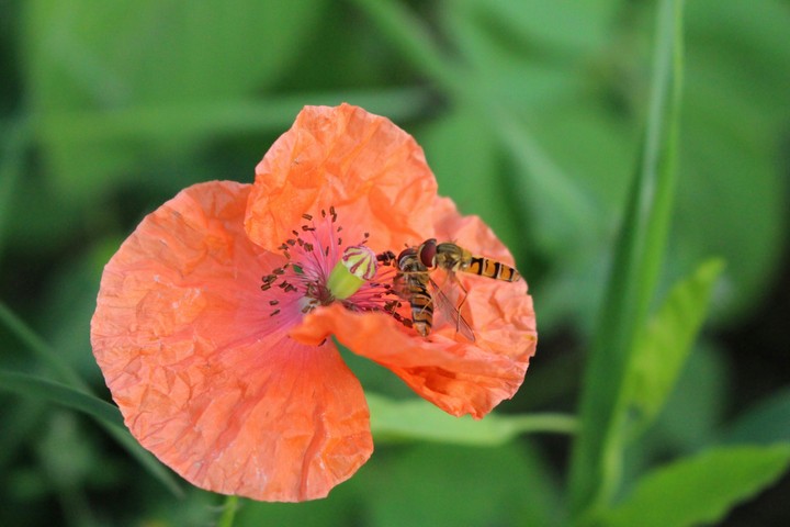 Howerflies