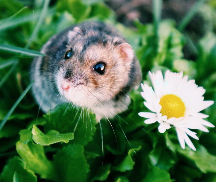 Little hamster and daisy