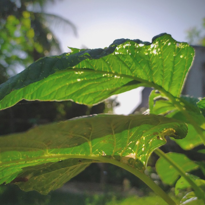 leaf