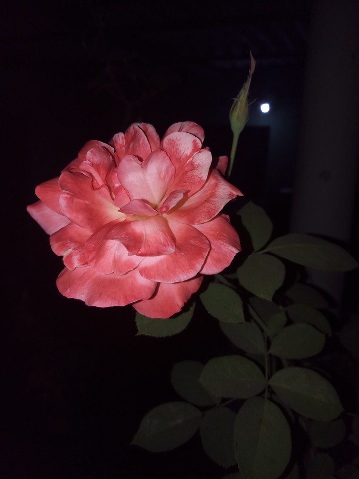 Orange rose