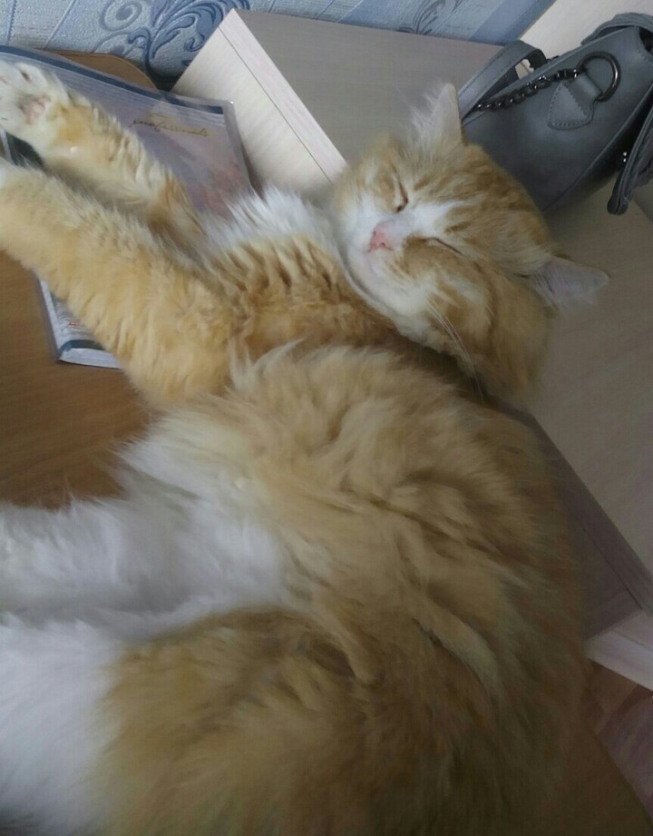 кытя спит