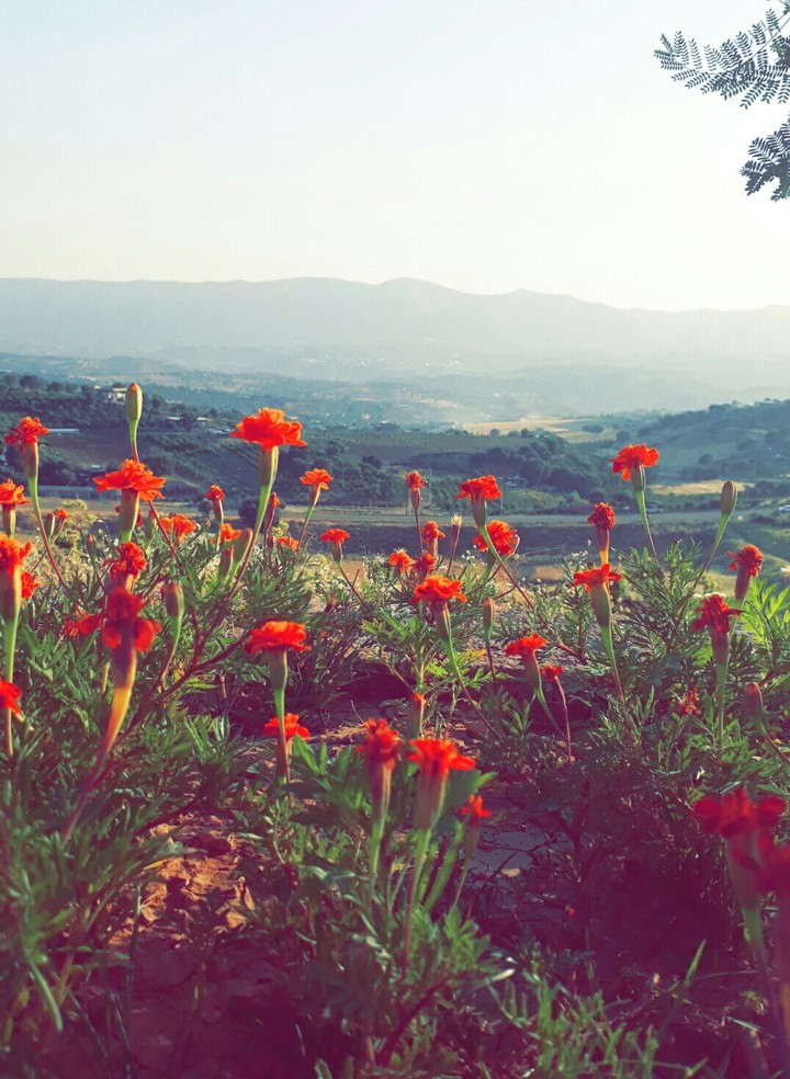 #flowers #sky #on #mountain