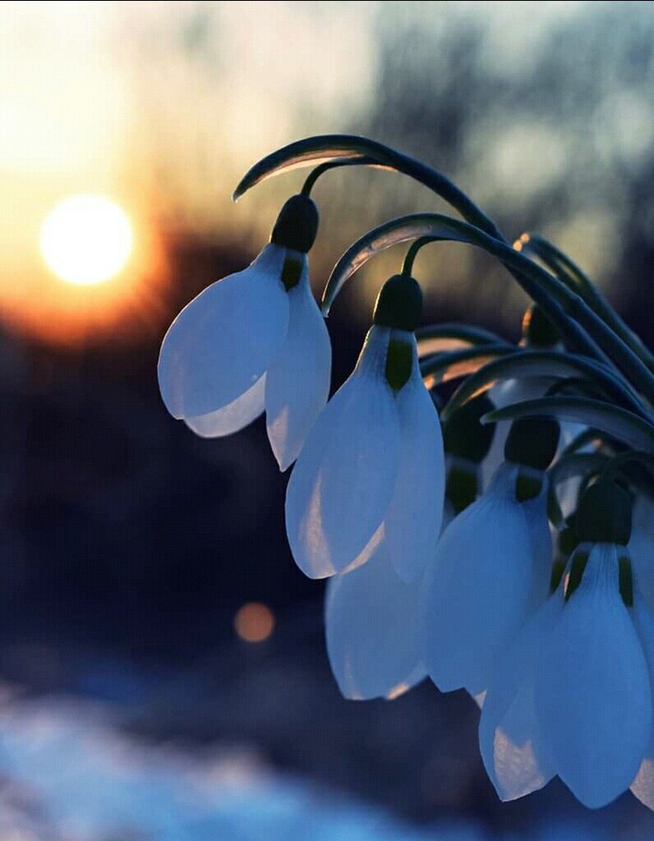 snowdrops