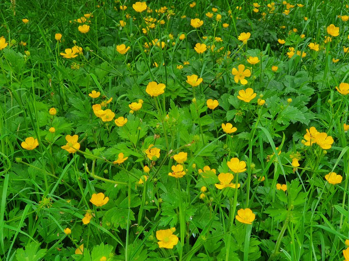 yellow and green
