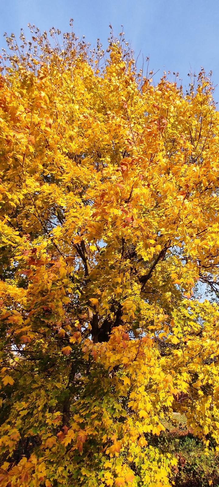 Autumn leaves