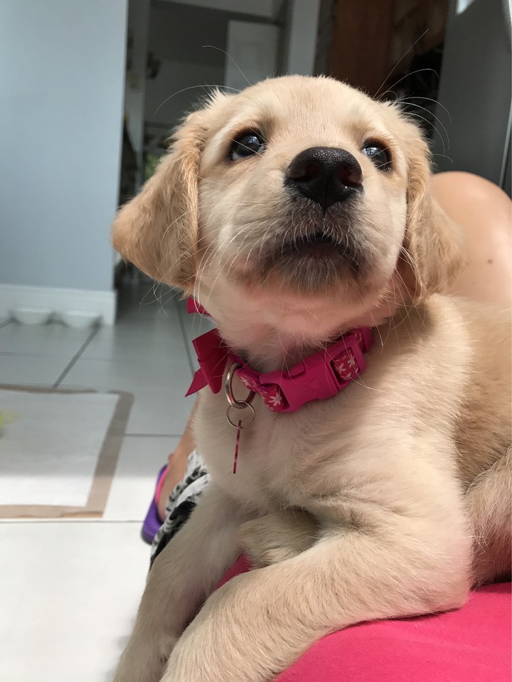 Luna, Golden Retriever