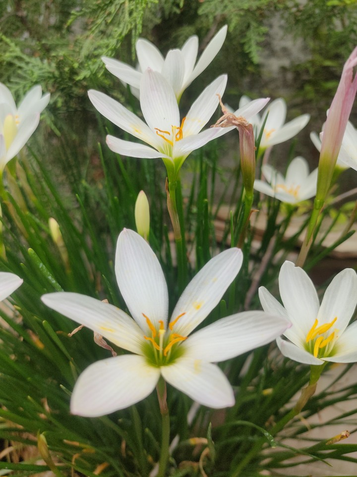 flowers