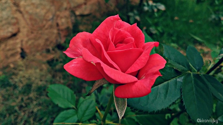 Red Rose