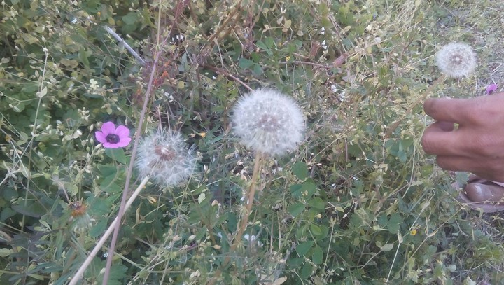 flowers​