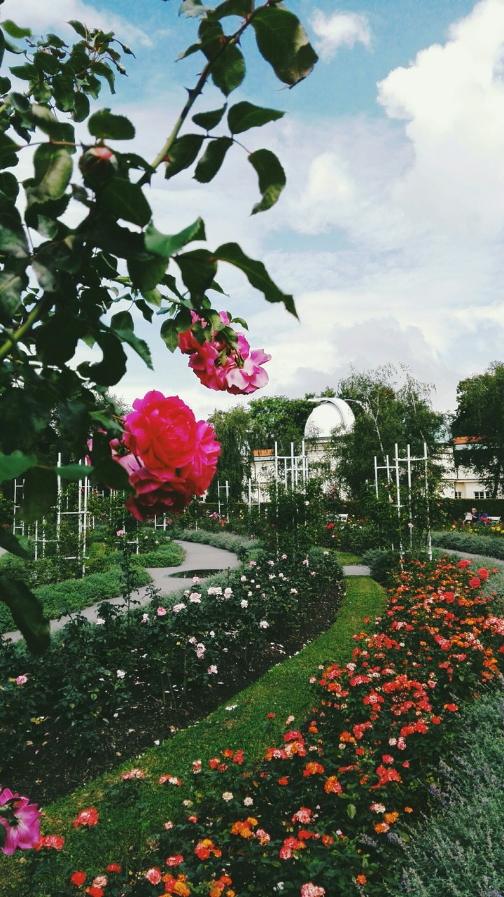 roses