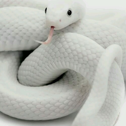 I love this animal