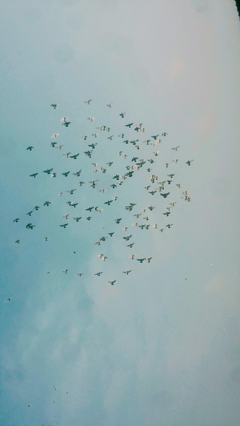 Birds