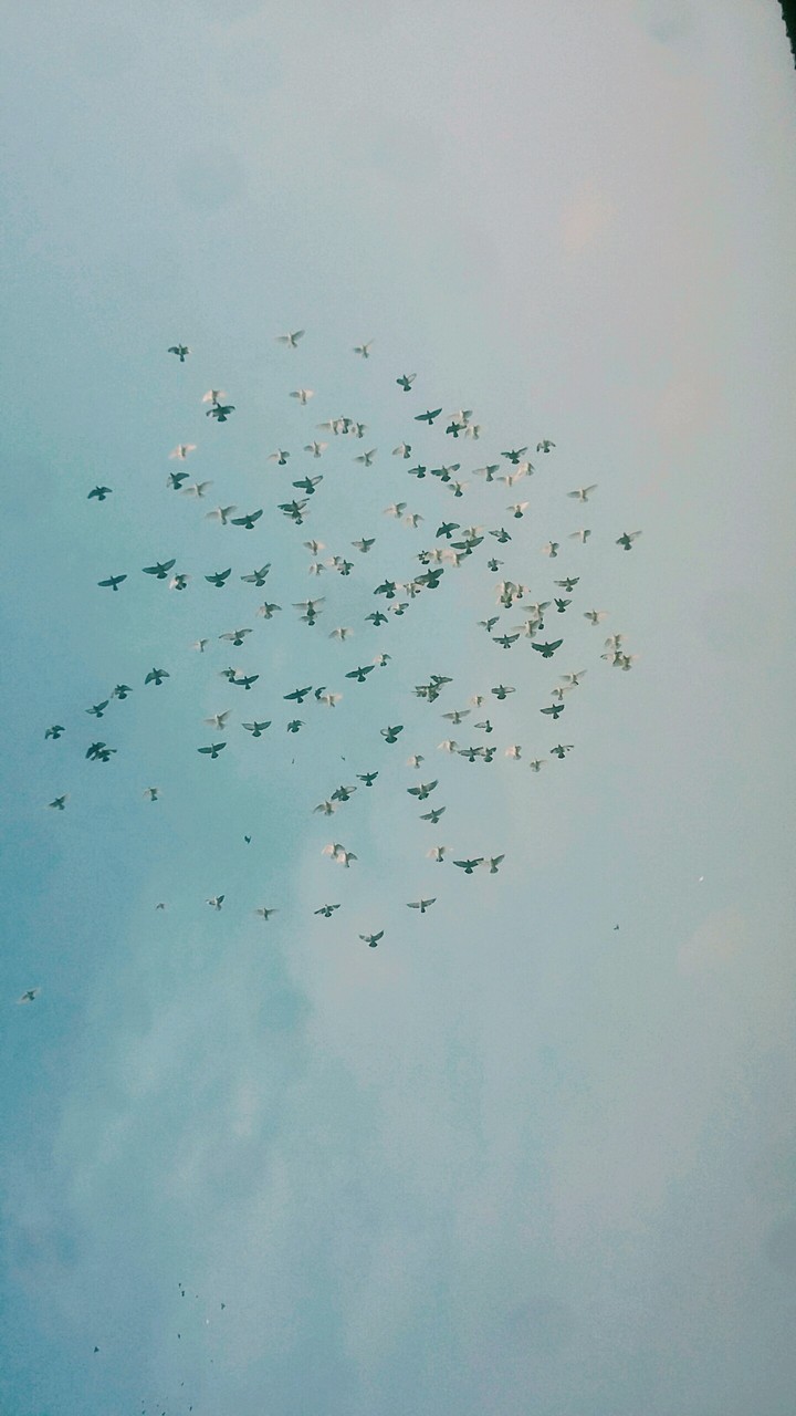Birds