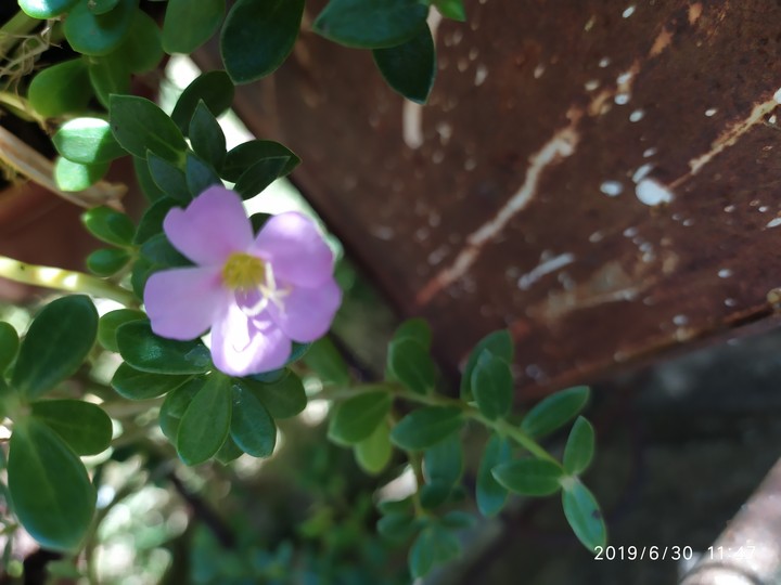 Flores da Mariola