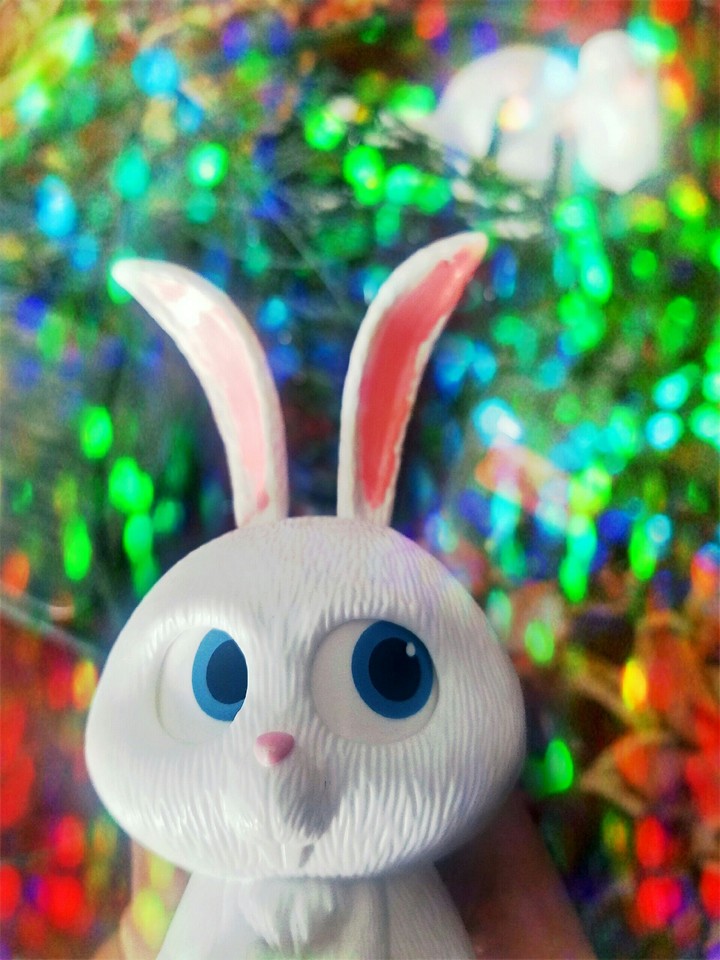 Bunny and bokeh