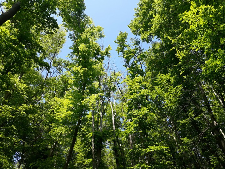 green trees