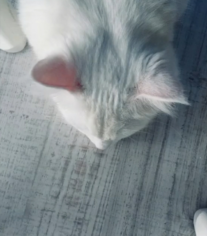 sweet cat
