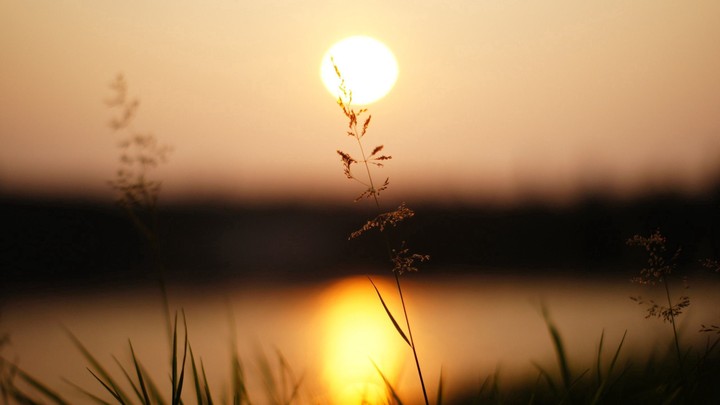 grass