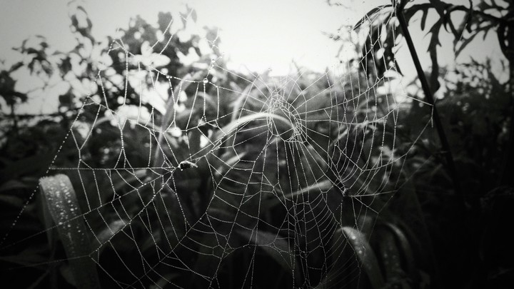 web