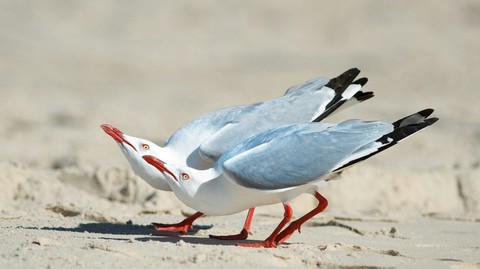 birds