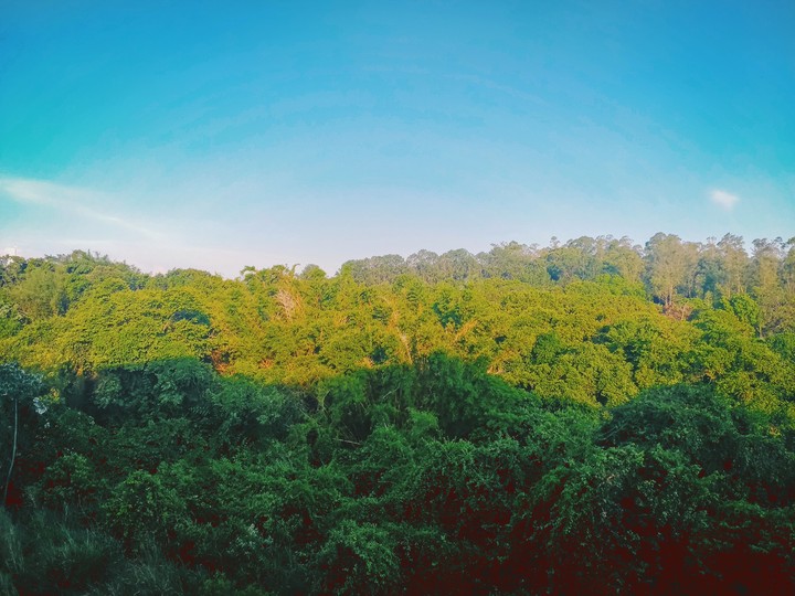 Out of the woods