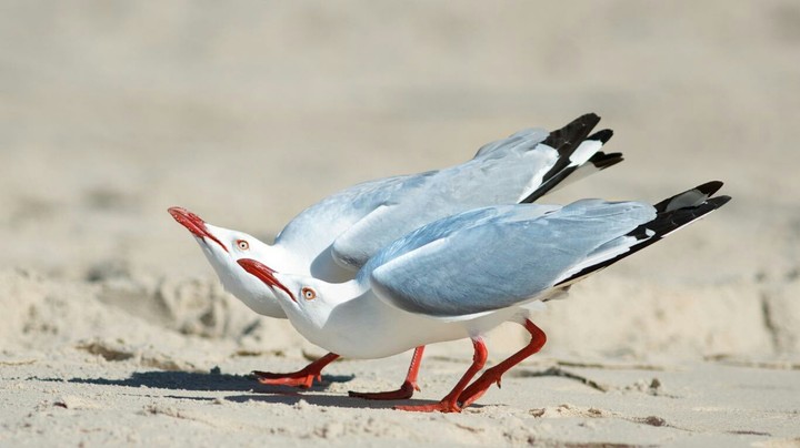 birds