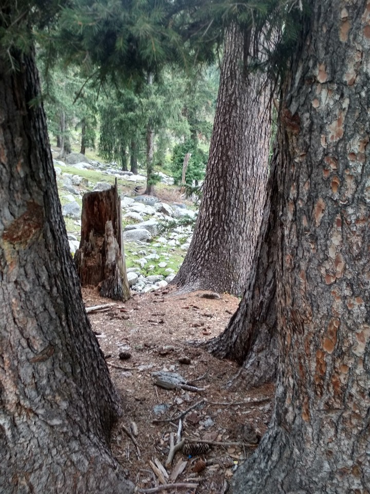 Hallowed tree