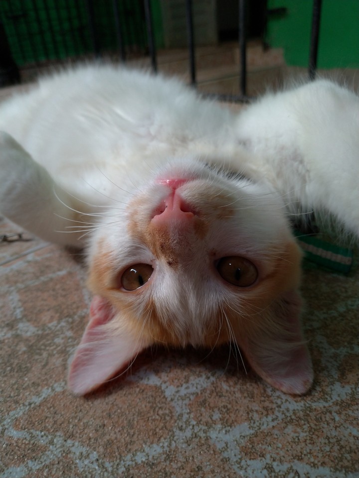 gato