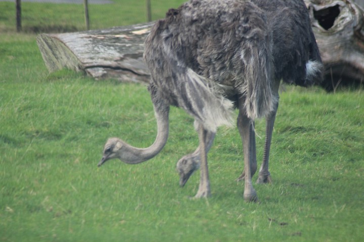 your a big bird!!!