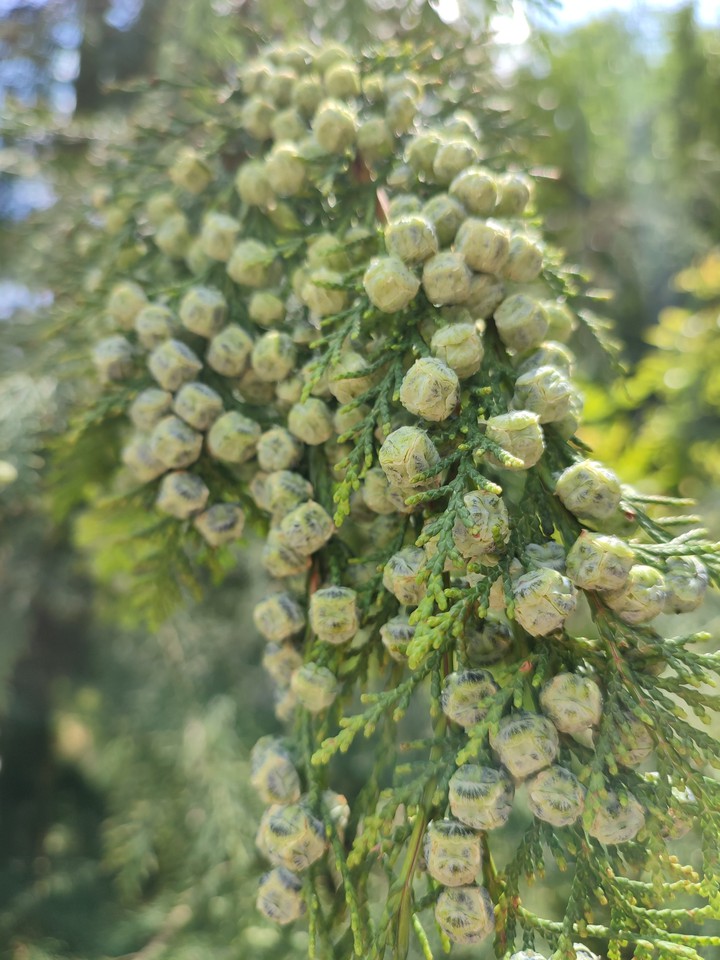juniper