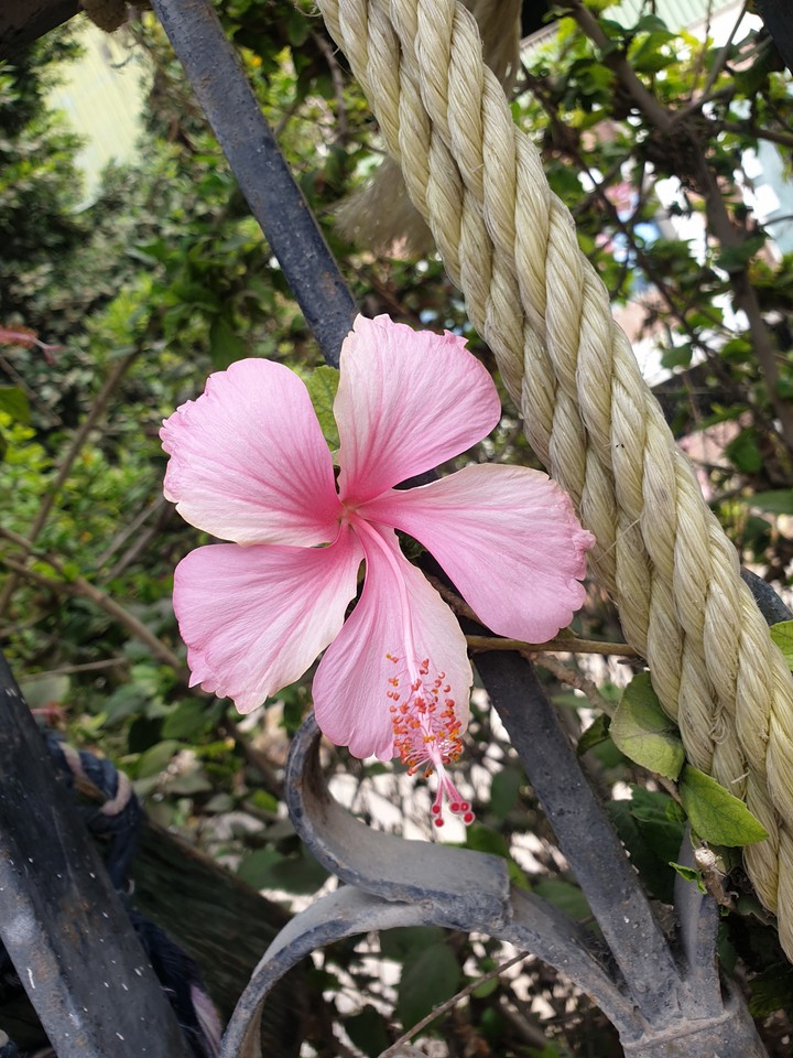 pinky
