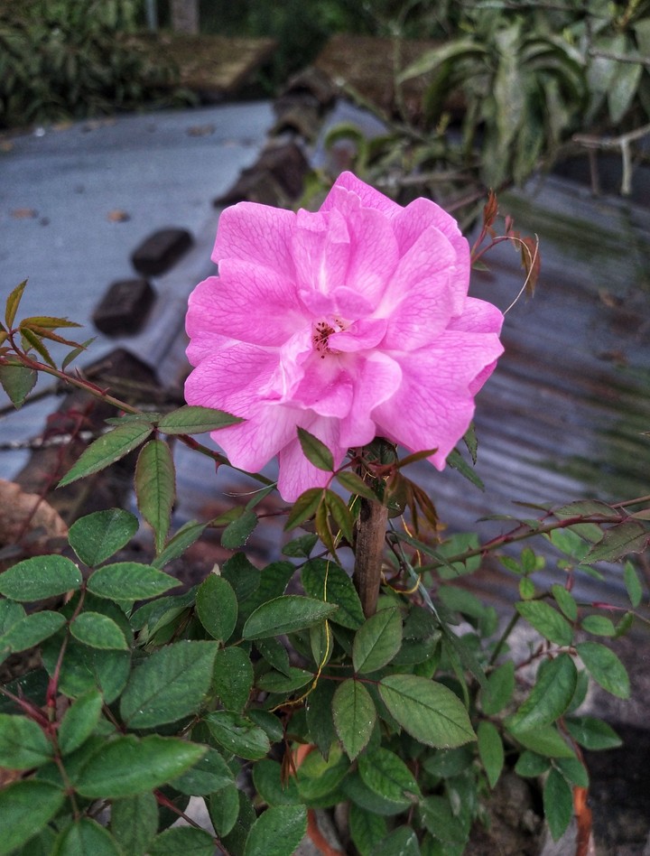 Pink Rose