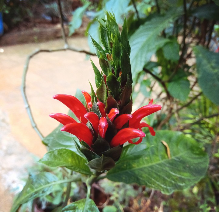 red beauty