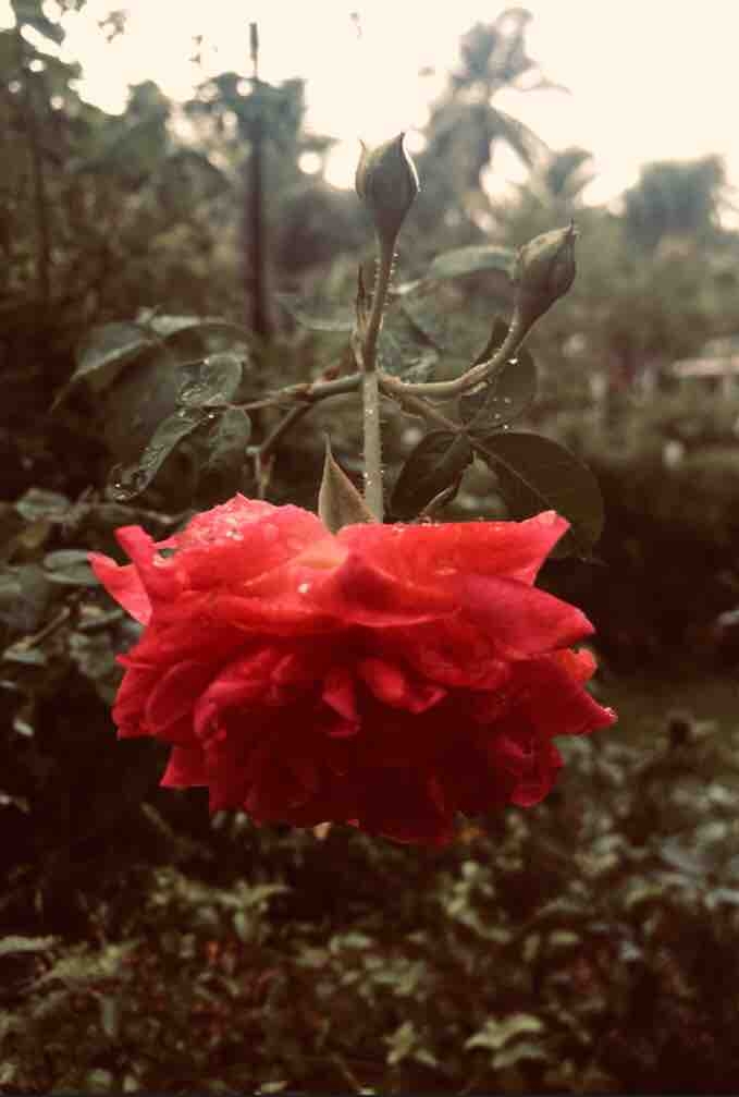 Rose flower