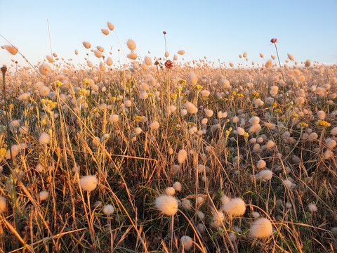 Meadow