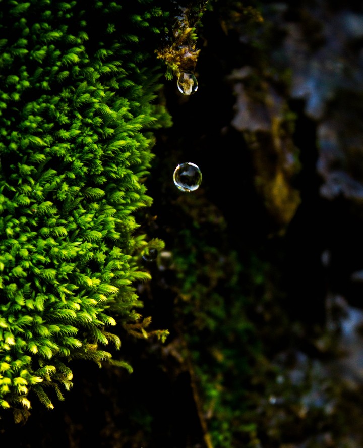 The Last Drop