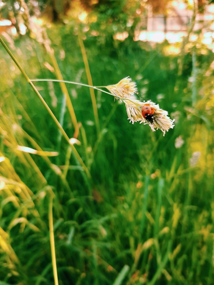 summer