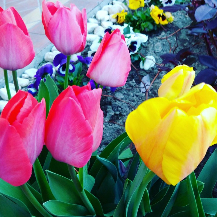 tulips