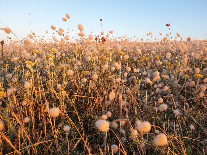 Meadow
