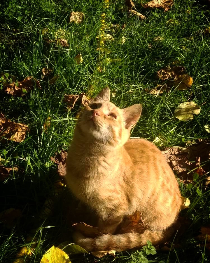 #cat #love #jelow #relax
