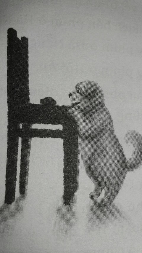 My Dog