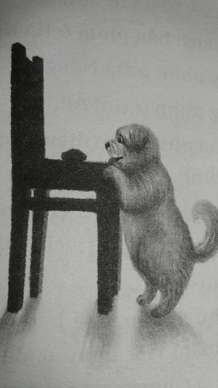 My Dog