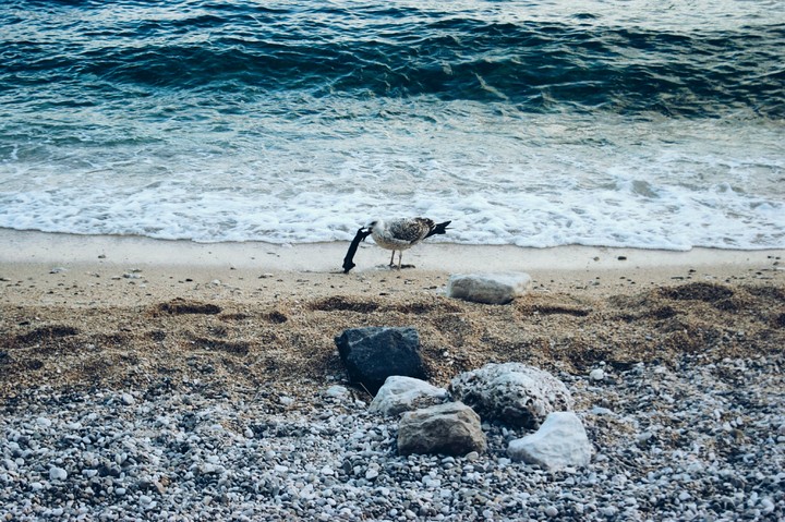 Gull
