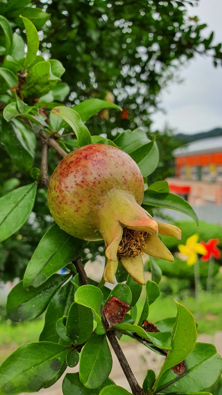 pomegranate