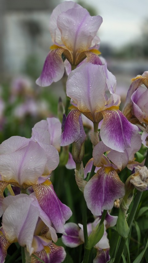 tapety wildflower, flower