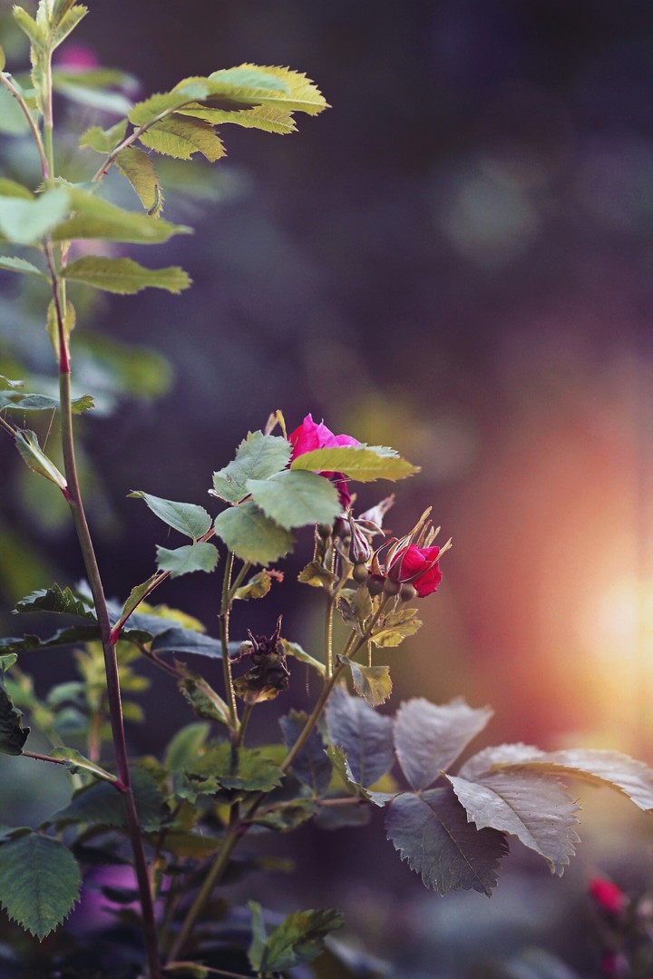 Bathed In Light
