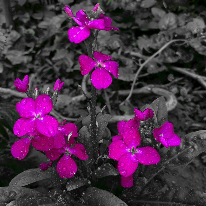 Flower