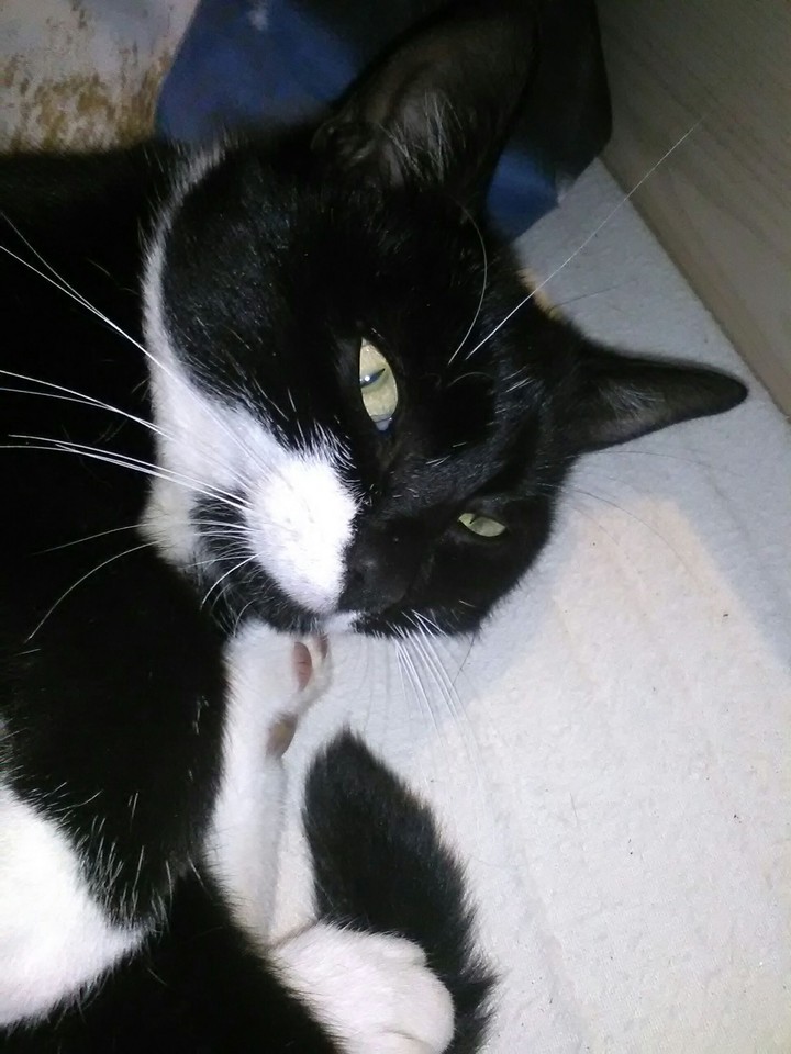 chat.    cat