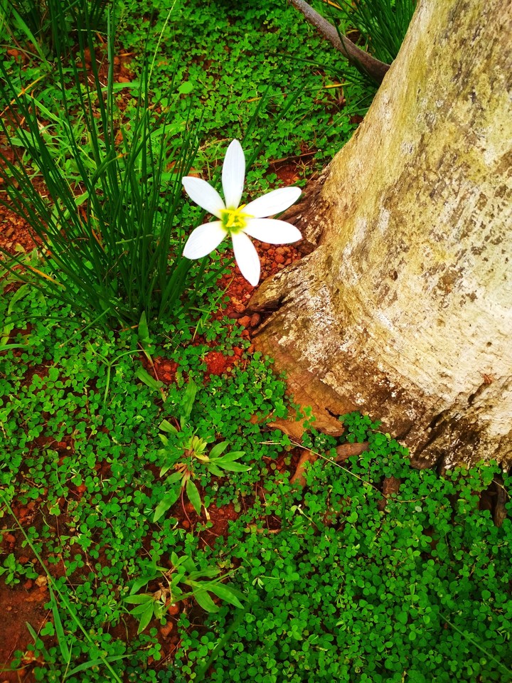 Flower